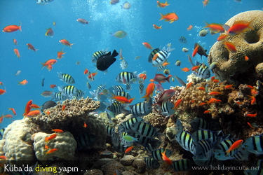 K�ba Scuba Diving Y�zme Sualt� D�nyas�